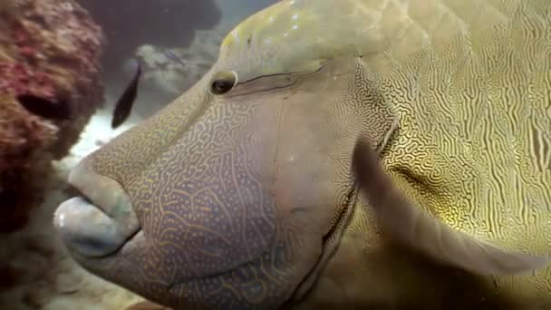 Napoleon vis wrasse onderwater natuurlijke aquarium van zee en Oceaan in de Maldiven. — Stockvideo