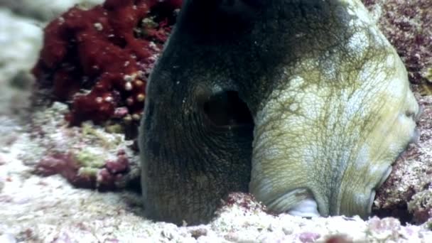 Oktopus-Poulpe maskiert unter Wasser auf der Suche nach Nahrung auf dem Meeresboden der Malediven. — Stockvideo