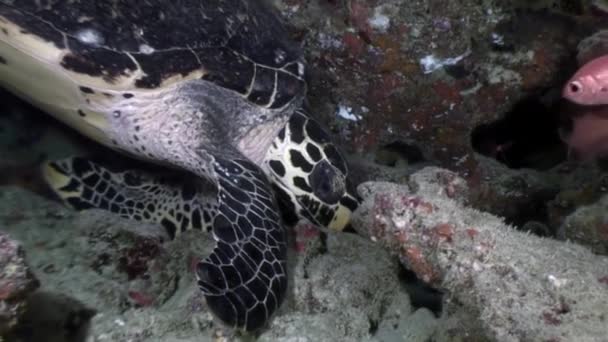 Зеленая черепаха на чистом морском дне под водой на Мальдивах . — стоковое видео