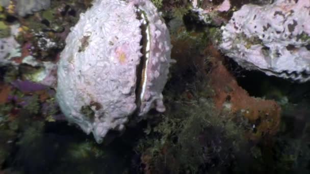 Moluska bivalvia Tridacne di bawah air pada latar belakang dasar laut yang menakjubkan di Maladewa . — Stok Video