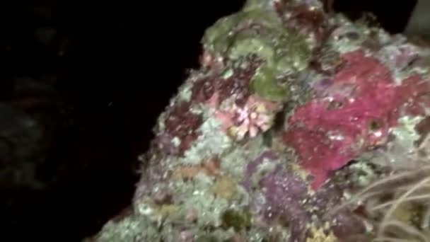 상어 수 중 산호 해저 몰디브에 놀라운 먹이 찾아. — 비디오