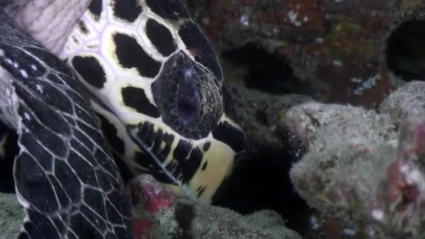 Πράσινη θαλάσσια χελώνα σε καθαρά θαλάσσιο βυθό υποβρύχια σε Μαλδίβες. — Αρχείο Βίντεο