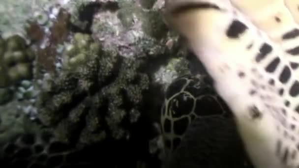 Havssköldpadda på rena klara vattnet havsbotten äter koraller i Maldiverna. — Stockvideo