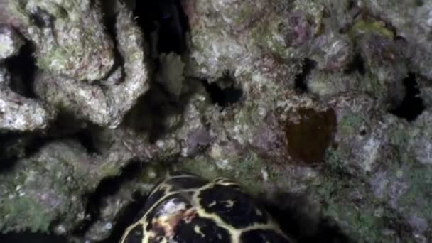Tartaruga marinha em leito marinho subaquático limpo come coral em Maldivas . — Vídeo de Stock