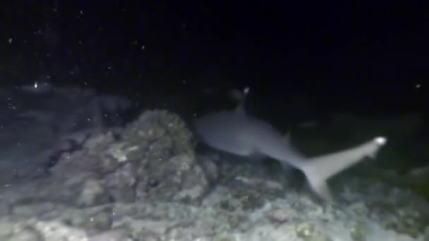 Καρχαρία υφάλου υποβρύχια σε αναζήτηση τροφής καταπληκτική κοραλλιογενείς στον βυθό Μαλδίβες. — Αρχείο Βίντεο