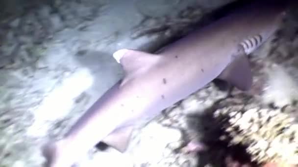 Shark underwater in search of food amazing coral on seabed Maldives. — Stock Video