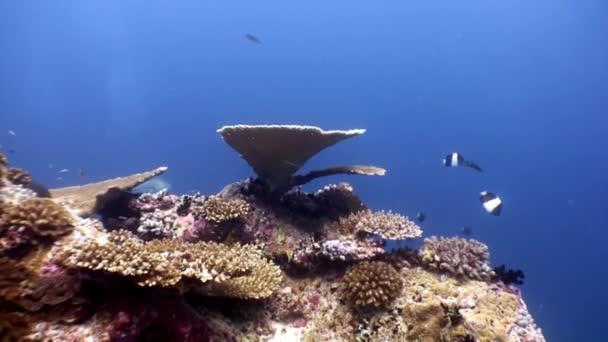 Σκληρό acropora κοράλλια υποβρύχια και καταπληκτικά ψάρια πεταλούδα σε Μαλδίβες. — Αρχείο Βίντεο