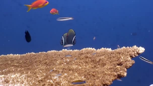Жесткие коралловые акропоры под водой и удивительные рыбки-бабочки на Мальдивах . — стоковое видео