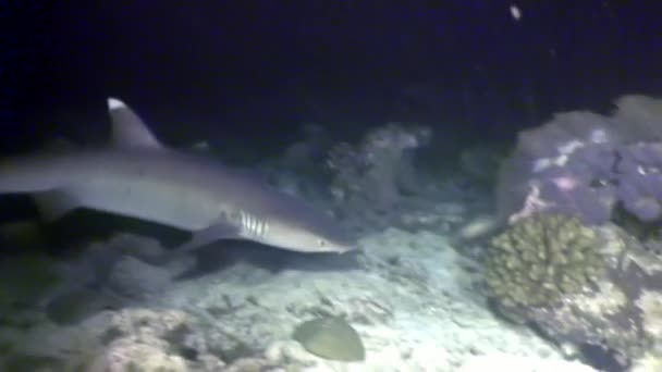 Tiburón arrecife bajo el agua en busca de comida increíble coral en los fondos marinos Maldivas . — Vídeos de Stock