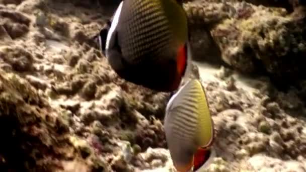 Peces extraños desconocidos acuario natural submarino de mar y océano en Maldivas . — Vídeo de stock