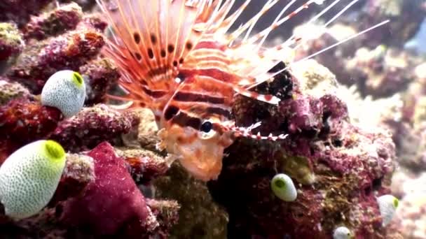 Scorfano pesce leone rosso sott'acqua sullo sfondo dei fondali delle Maldive . — Video Stock