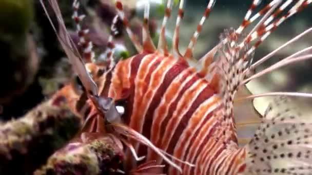 İskorpit lionfish kırmızı sualtı deniz dibinin Maldivler arka plan üzerinde. — Stok video