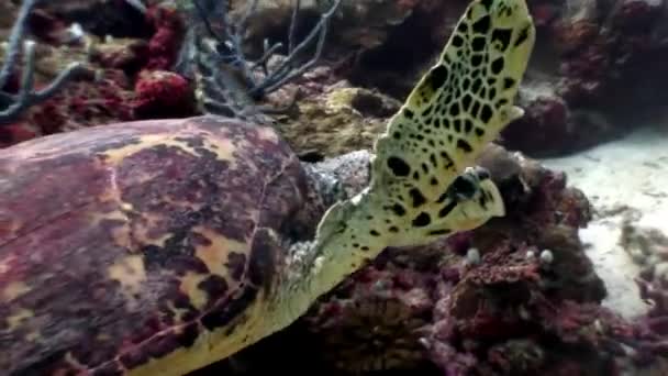 Sea turtle beautifully floats on clean clear underwater seabed in Maldives. — Stock Video