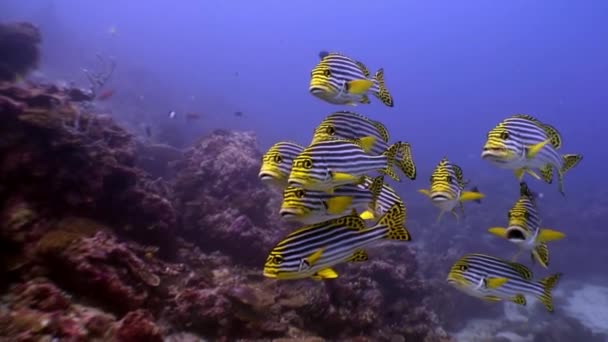 Szkoła pasiastych żółtych ryb podwodnych na dnie morza na Malediwach. — Wideo stockowe