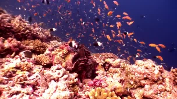 Tridakne-Muscheln unter Wasser vor dem Hintergrund von Schulfischen auf den Malediven. — Stockvideo