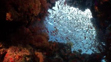 Farklı mercan sualtı kırmızı deniz arka plan üzerinde parlak balık sürüsü.