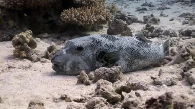 Dişlek dev kirpi balığı Arothron stellatus sualtı Shaab Sharm.