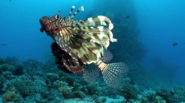 Dev predator ortak lionfish Pterois volitans Red Sea'deki/daki balık avı.