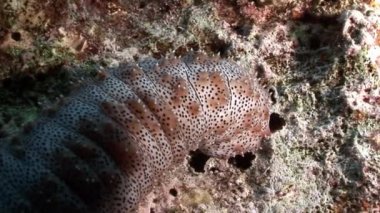 Mısır'daki Bohadschia Graeffei deniz salatalık su altında Close-Up.