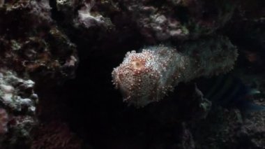 Su altında dinlenmek deniz doğada saf Kızıldeniz saydam hakkında video.