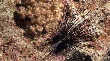 Deniz kestanesi Echinothrix diadema su altında siyah.