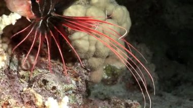 Parlak zehirli balık Clearfin lionfish Kızıl deniz dibinin üzerinde Pterois ışınsal simetrili canlılar.