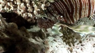 Ortak lionfish ve maskeli kirpi balığı Arothron diadematus Red Sea'deki/daki.