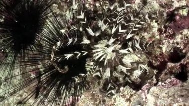 Sualtı video hakkında deniz lily Oligometra Serripinna Shaab Sharm, sakin ol.