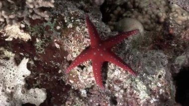 Deniz yıldızı sualtı Kızıldeniz.