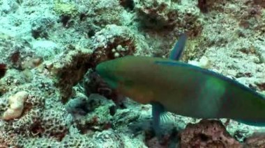 Paslı papağan Scarus Ferrugineus yeme mercan sualtı kırmızı deniz.