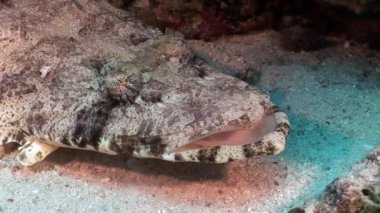 Timsah Papilloculiceps longiceps sualtı Kızıldeniz balık.