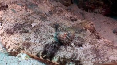 Timsah balık halı flathead sualtı Kızıldeniz.