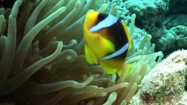 Kabarcık Anemone Actinidae sualtı Kızıldeniz palyaço balık parlak turuncu renkte.