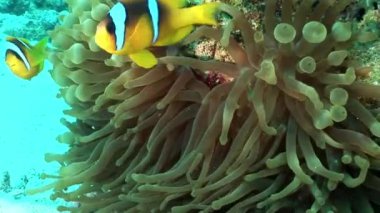 Kabarcık Anemone Actinidae sualtı Red Sea'deki/daki palyaço balık.