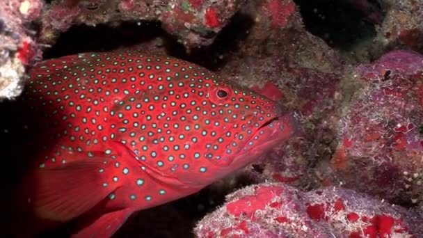 Leuchtend rot gefleckte Zackenbarschfische in Korallen unter Wasser. — Stockvideo