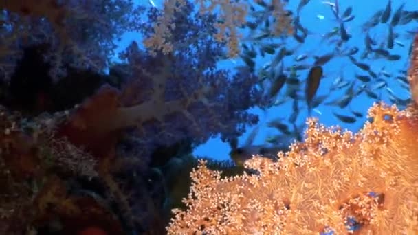 Szkoła z ryb pod wodą Morza Czerwonego. — Wideo stockowe