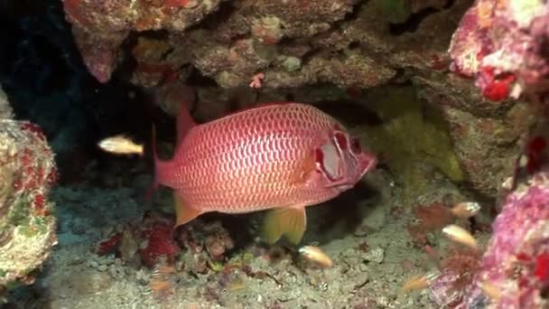 Poisson rouge vif dans les coraux sous-marins . — Video