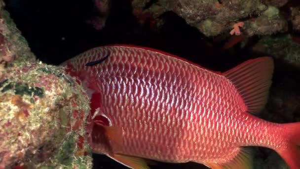Ярко-красная рыба в кораллах под водой . — стоковое видео