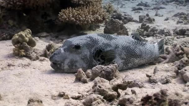 Зубчатая гигантская рыба фугу Arothron stellatus под водой Shaab Sharm . — стоковое видео