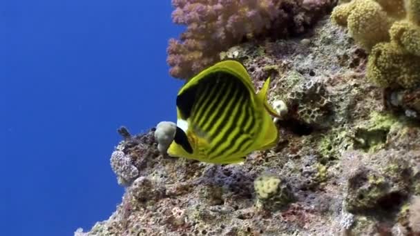 Podvodní mořské přírody na pozadí krásné laguny Rudého moře. — Stock video