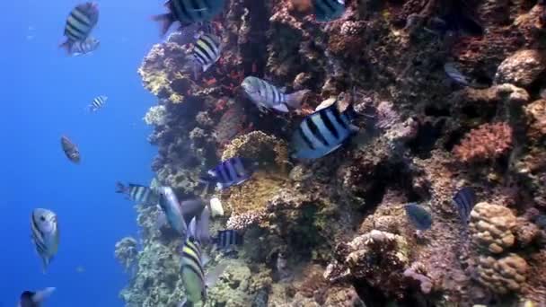 Onderwater maritieme gebieden op achtergrond van prachtige lagune van de rode zee. — Stockvideo