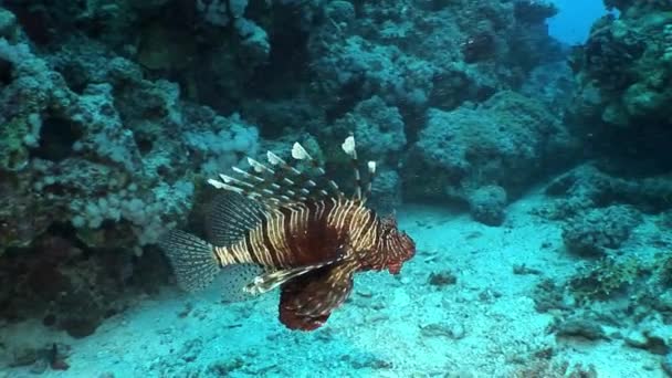 Zehirli balık ortak lionfish Pterois volitans Kızıl Deniz altındaki çizgili. — Stok video