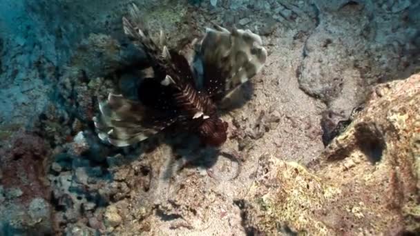 Gestreepte afkomstigvangiftige vis gemeenschappelijk lionfish Pterois volitans op bodem van de rode zee. — Stockvideo