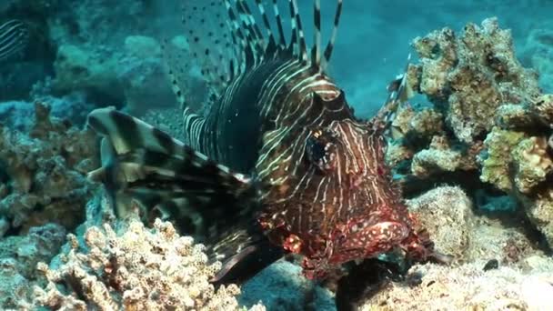 Gestreepte afkomstigvangiftige vis gemeenschappelijk lionfish Pterois volitans op bodem van de rode zee. — Stockvideo