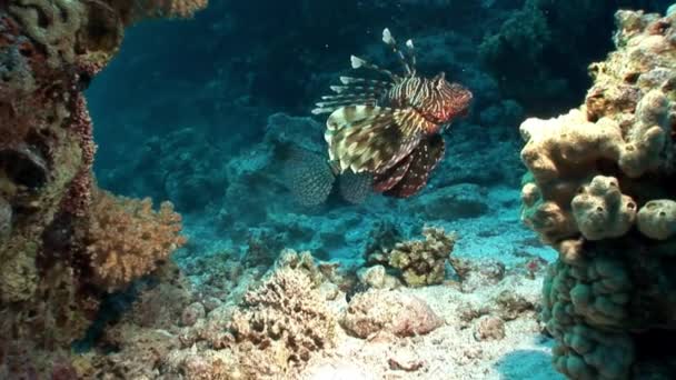 Wspólne lionfish rogata Pterois na piaszczystym dnie morza czerwonego. — Wideo stockowe