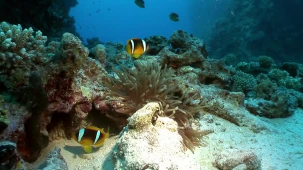 Poisson clown à Anemone sous l'eau de la mer Rouge . — Video
