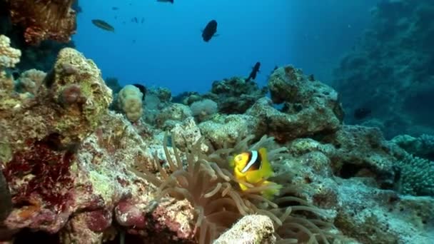 Olbrzymi drapieżnik wspólne lionfish rogata Pterois poluje na ryby w Morzu Czerwonym. — Wideo stockowe