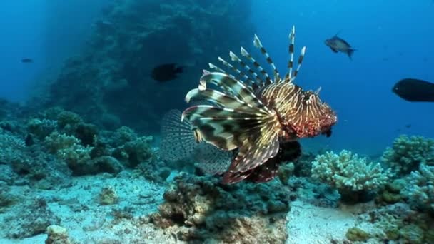 Depredador gigante Pez león común Pterois volitans caza peces en Mar Rojo . — Vídeo de stock