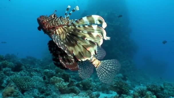 Óriás ragadozó közös lionfish Pterois volitans vadászik, a hal, a Vörös-tenger. — Stock videók