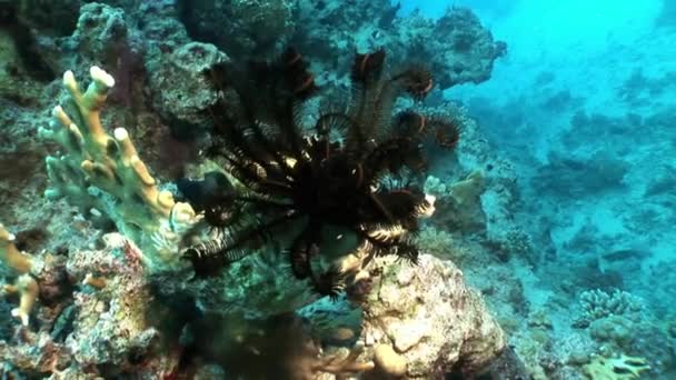 Underwater relax video about sea lily Oligometra Serripinna of Shaab Sharm. — Stock Video